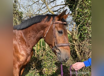 Caballo de deporte irlandés, Caballo castrado, 8 años, 170 cm, Castaño rojizo