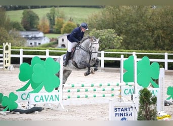 Caballo de deporte irlandés, Caballo castrado, 8 años, 170 cm, Tordo