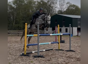 Caballo de deporte irlandés, Caballo castrado, 8 años, 170 cm, Tordo