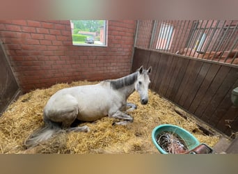 Caballo de deporte irlandés, Caballo castrado, 8 años, 171 cm