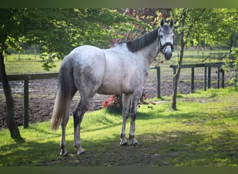 Caballo de deporte irlandés, Caballo castrado, 8 años, 171 cm, Tordo