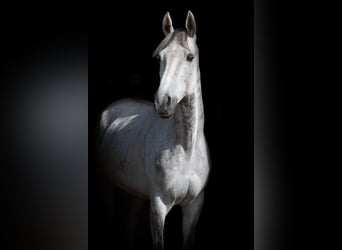 Caballo de deporte irlandés, Caballo castrado, 8 años, 171 cm, Tordo