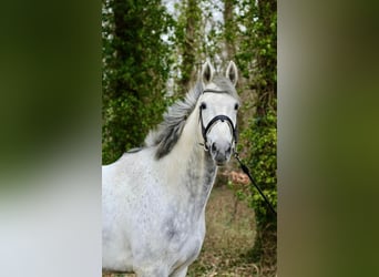 Caballo de deporte irlandés, Caballo castrado, 8 años, 171 cm, Tordo