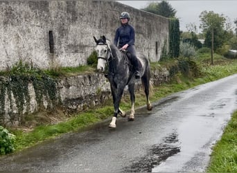 Caballo de deporte irlandés, Caballo castrado, 8 años, 173 cm, Tordo
