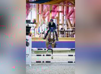 Caballo de deporte irlandés, Caballo castrado, 8 años, Castaño rojizo