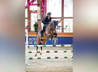 Caballo de deporte irlandés, Caballo castrado, 8 años, Castaño rojizo