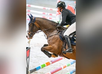 Caballo de deporte irlandés, Caballo castrado, 8 años, Castaño rojizo