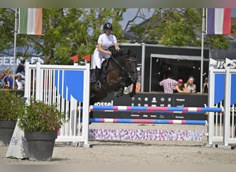 Caballo de deporte irlandés, Caballo castrado, 9 años, 155 cm, Negro