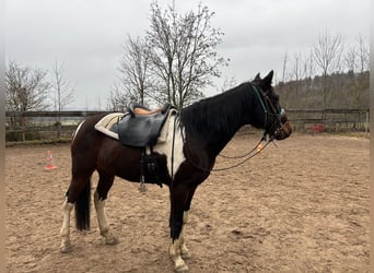 Caballo de deporte irlandés, Caballo castrado, 9 años, 155 cm, Pío
