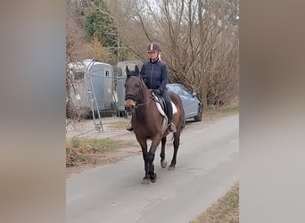 Caballo de deporte irlandés, Caballo castrado, 9 años, 157 cm, Castaño