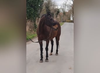 Caballo de deporte irlandés, Caballo castrado, 9 años, 157 cm, Castaño