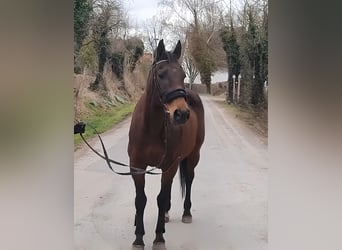 Caballo de deporte irlandés, Caballo castrado, 9 años, 157 cm, Castaño