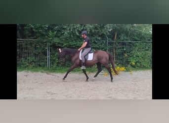 Caballo de deporte irlandés, Caballo castrado, 9 años, 158 cm, Castaño