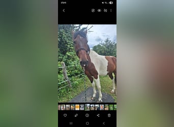 Caballo de deporte irlandés Mestizo, Caballo castrado, 9 años, 158 cm, Pío