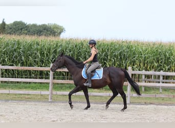 Caballo de deporte irlandés, Caballo castrado, 9 años, 160 cm, Castaño