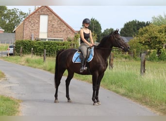 Caballo de deporte irlandés, Caballo castrado, 9 años, 160 cm, Castaño