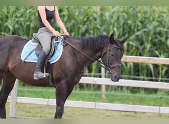 Caballo de deporte irlandés, Caballo castrado, 9 años, 160 cm, Castaño