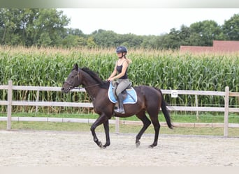 Caballo de deporte irlandés, Caballo castrado, 9 años, 160 cm, Castaño