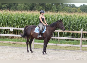 Caballo de deporte irlandés, Caballo castrado, 9 años, 160 cm, Castaño