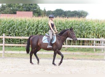 Caballo de deporte irlandés, Caballo castrado, 9 años, 160 cm, Castaño