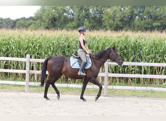 Caballo de deporte irlandés, Caballo castrado, 9 años, 160 cm, Castaño
