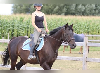 Caballo de deporte irlandés, Caballo castrado, 9 años, 160 cm, Castaño