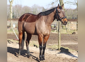 Caballo de deporte irlandés Mestizo, Caballo castrado, 9 años, 160 cm, Castaño