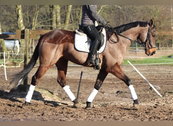 Caballo de deporte irlandés Mestizo, Caballo castrado, 9 años, 160 cm, Castaño