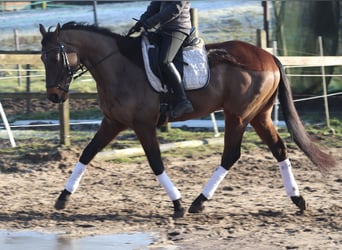 Caballo de deporte irlandés Mestizo, Caballo castrado, 9 años, 160 cm, Castaño