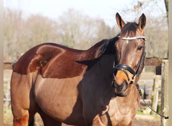 Caballo de deporte irlandés Mestizo, Caballo castrado, 9 años, 160 cm, Castaño