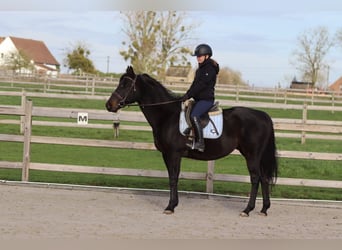 Caballo de deporte irlandés, Caballo castrado, 9 años, 160 cm, Negro