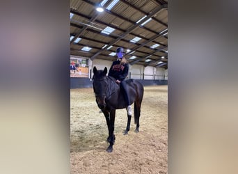 Caballo de deporte irlandés Mestizo, Caballo castrado, 9 años, 162 cm, Castaño