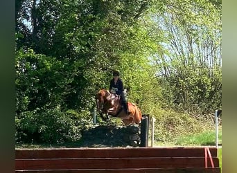 Caballo de deporte irlandés, Caballo castrado, 9 años, 163 cm, Alazán-tostado