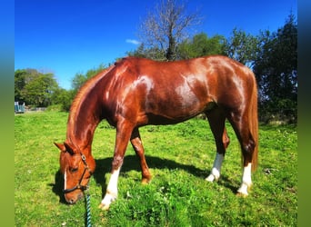 Caballo de deporte irlandés, Caballo castrado, 9 años, 163 cm, Alazán-tostado