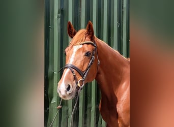 Caballo de deporte irlandés, Caballo castrado, 9 años, 163 cm, Alazán-tostado