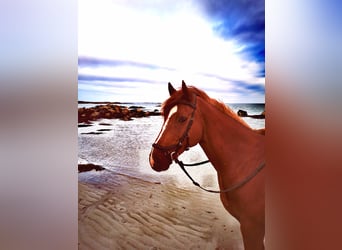 Caballo de deporte irlandés, Caballo castrado, 9 años, 163 cm, Alazán-tostado