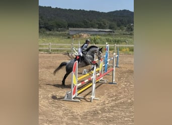 Caballo de deporte irlandés, Caballo castrado, 9 años, 163 cm, Tordo