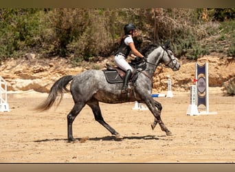 Caballo de deporte irlandés, Caballo castrado, 9 años, 163 cm, Tordo