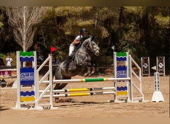 Caballo de deporte irlandés, Caballo castrado, 9 años, 163 cm, Tordo