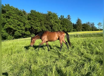 Caballo de deporte irlandés, Caballo castrado, 9 años, 165 cm, Castaño