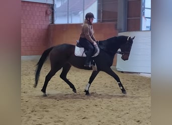 Caballo de deporte irlandés, Caballo castrado, 9 años, 166 cm, Morcillo