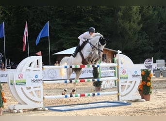 Caballo de deporte irlandés, Caballo castrado, 9 años, 166 cm, Tordo