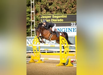 Caballo de deporte irlandés, Caballo castrado, 9 años, 169 cm, Castaño