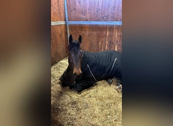 Caballo de deporte irlandés, Caballo castrado, 9 años, 169 cm, Castaño