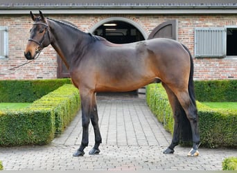Caballo de deporte irlandés, Caballo castrado, 9 años, 170 cm, Castaño