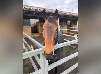 Caballo de deporte irlandés, Caballo castrado, 9 años, 170 cm, Castaño