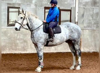Caballo de deporte irlandés, Caballo castrado, 9 años, 170 cm, Tordo