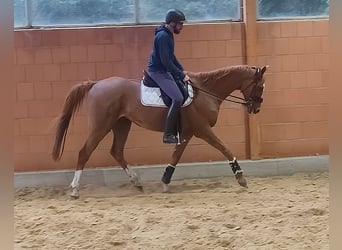 Caballo de deporte irlandés, Caballo castrado, 9 años, 172 cm, Alazán