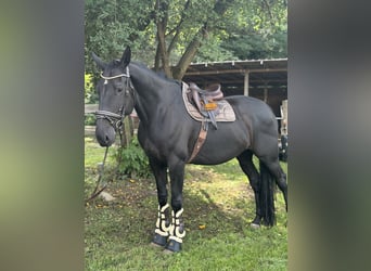 Caballo de deporte irlandés, Caballo castrado, 9 años, 173 cm, Negro