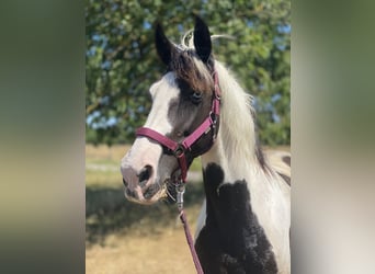 Caballo de deporte irlandés, Semental, 18 años, 153 cm, Pío